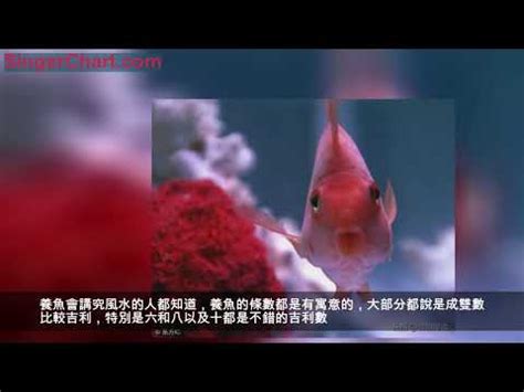 擋煞金魚|【魚要養幾隻比較好】家裡養幾條魚財運好？養單數吉利還是雙。